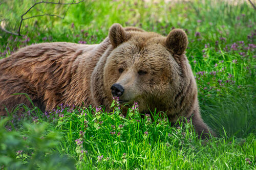Bear by flowers